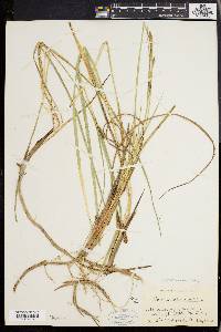 Carex walteriana image