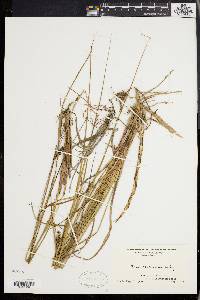 Carex walteriana image