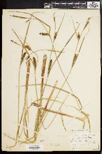 Carex walteriana image