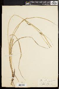 Carex walteriana image