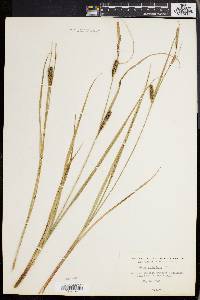 Carex walteriana image