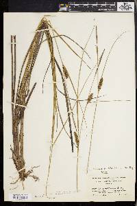 Carex walteriana image