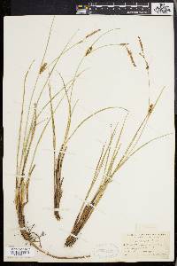 Carex walteriana image