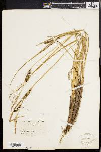 Carex walteriana image