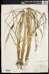 Carex walteriana image