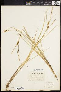 Carex walteriana image