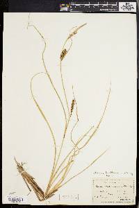 Carex walteriana image