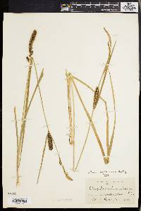 Carex walteriana image