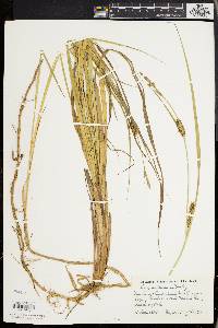 Carex walteriana image