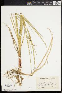 Carex walteriana image