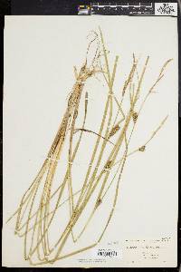 Carex walteriana image