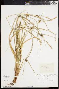 Carex walteriana image