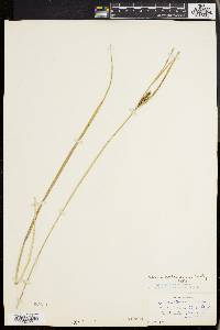 Carex walteriana image