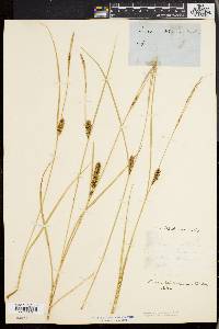 Carex walteriana image