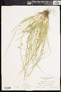 Carex willdenowii image