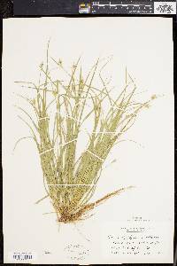 Carex willdenowii image