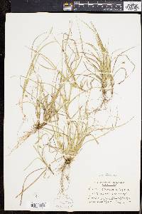 Carex willdenowii image