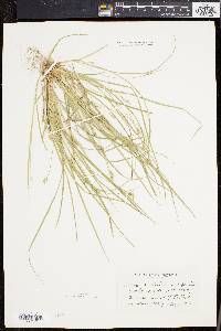 Carex willdenowii image