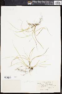 Carex willdenowii image