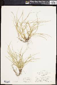 Carex willdenowii image