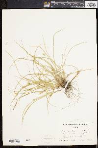 Carex willdenowii image