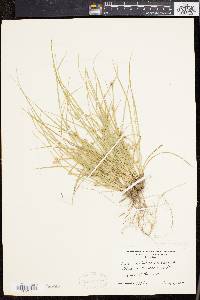 Carex willdenowii image