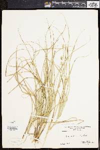 Carex willdenowii image