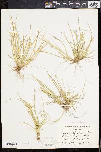 Carex willdenowii image