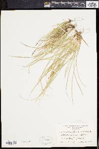 Carex willdenowii image