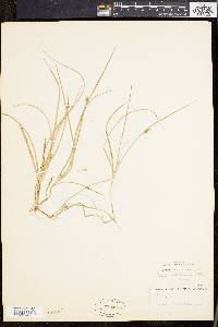 Carex willdenowii image