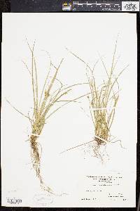 Carex willdenowii image