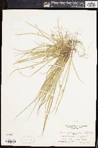 Carex willdenowii image