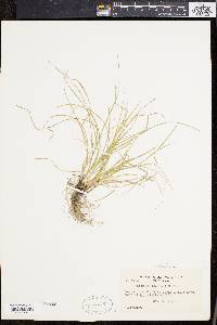 Carex willdenowii image