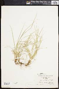 Carex willdenowii image