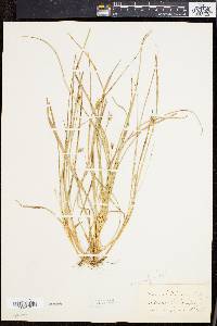 Carex willdenowii image