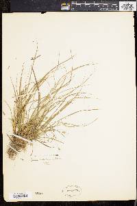 Carex willdenowii image