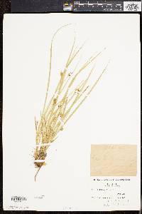 Carex willdenowii image