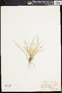 Carex willdenowii image