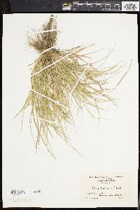 Carex willdenowii image