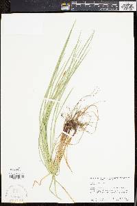 Carex woodii image