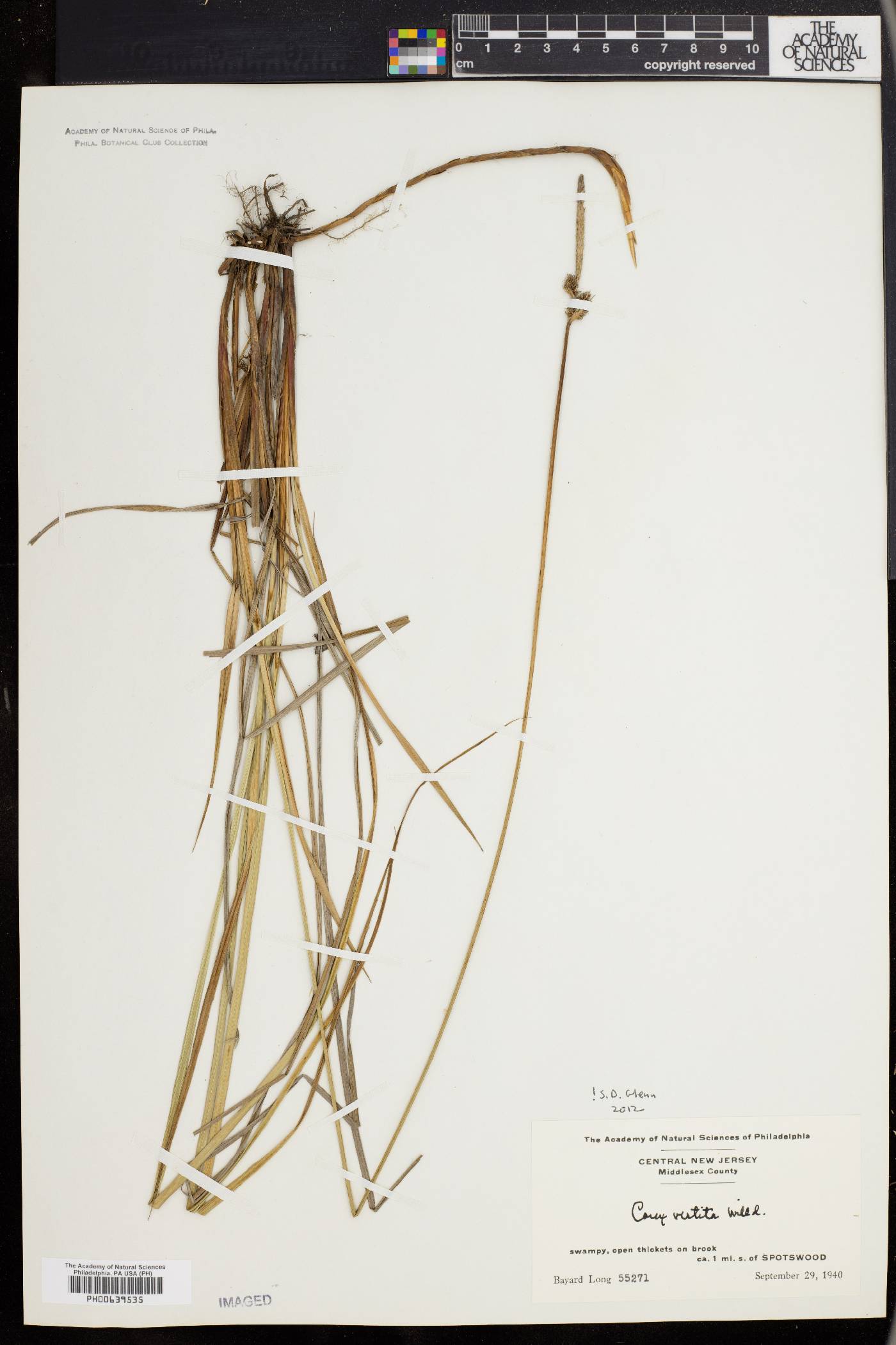 Carex vestita image