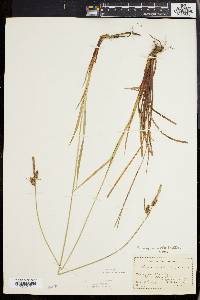 Carex vestita image