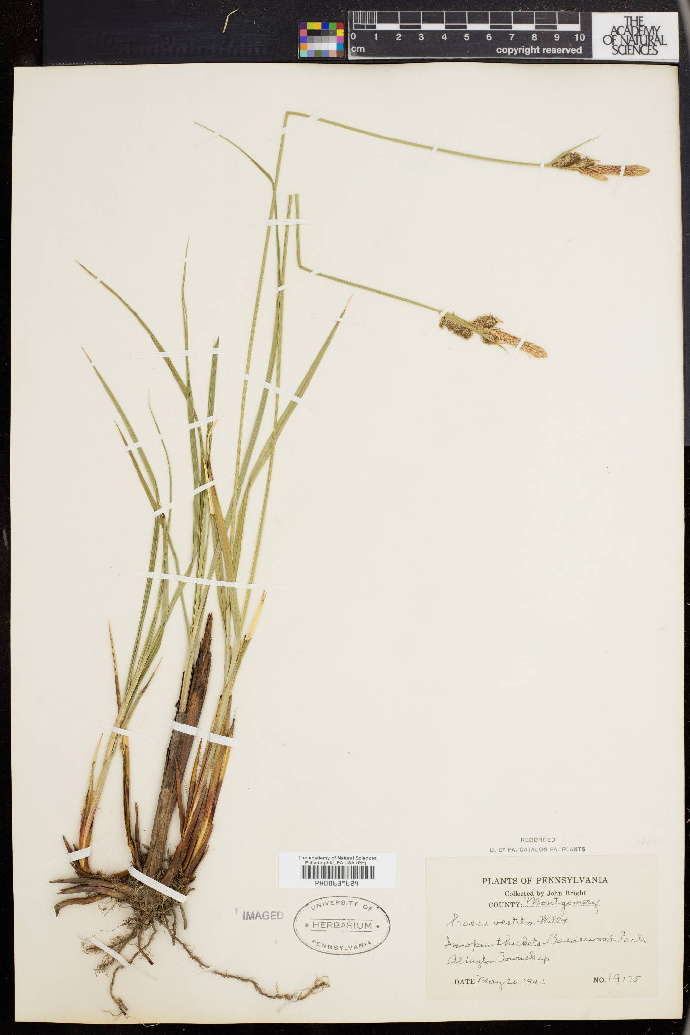 Carex vestita image