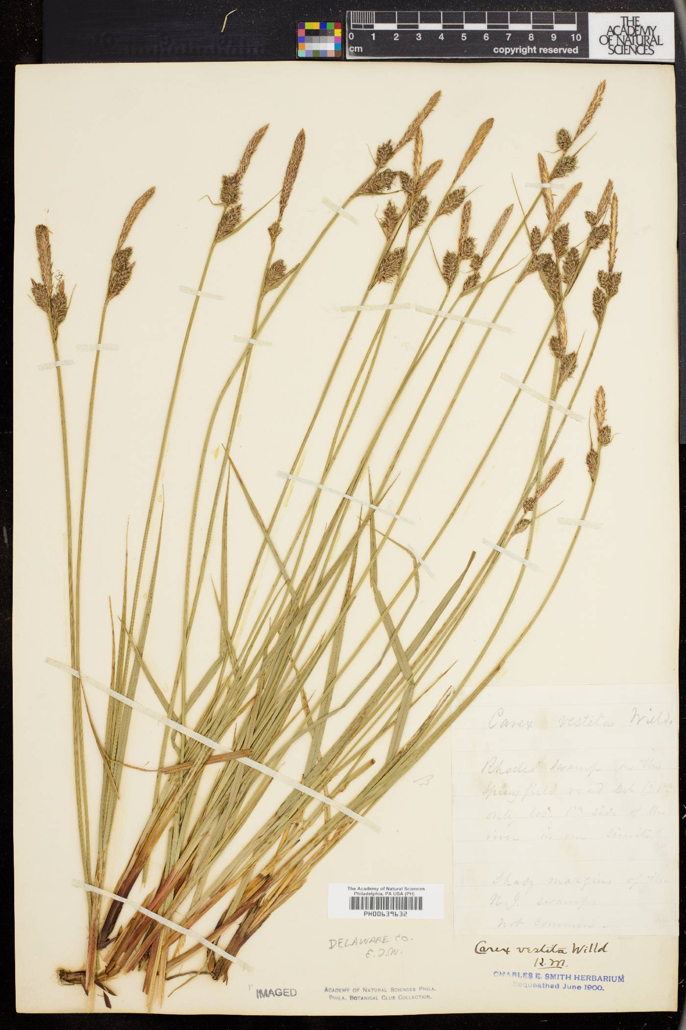 Carex vestita image