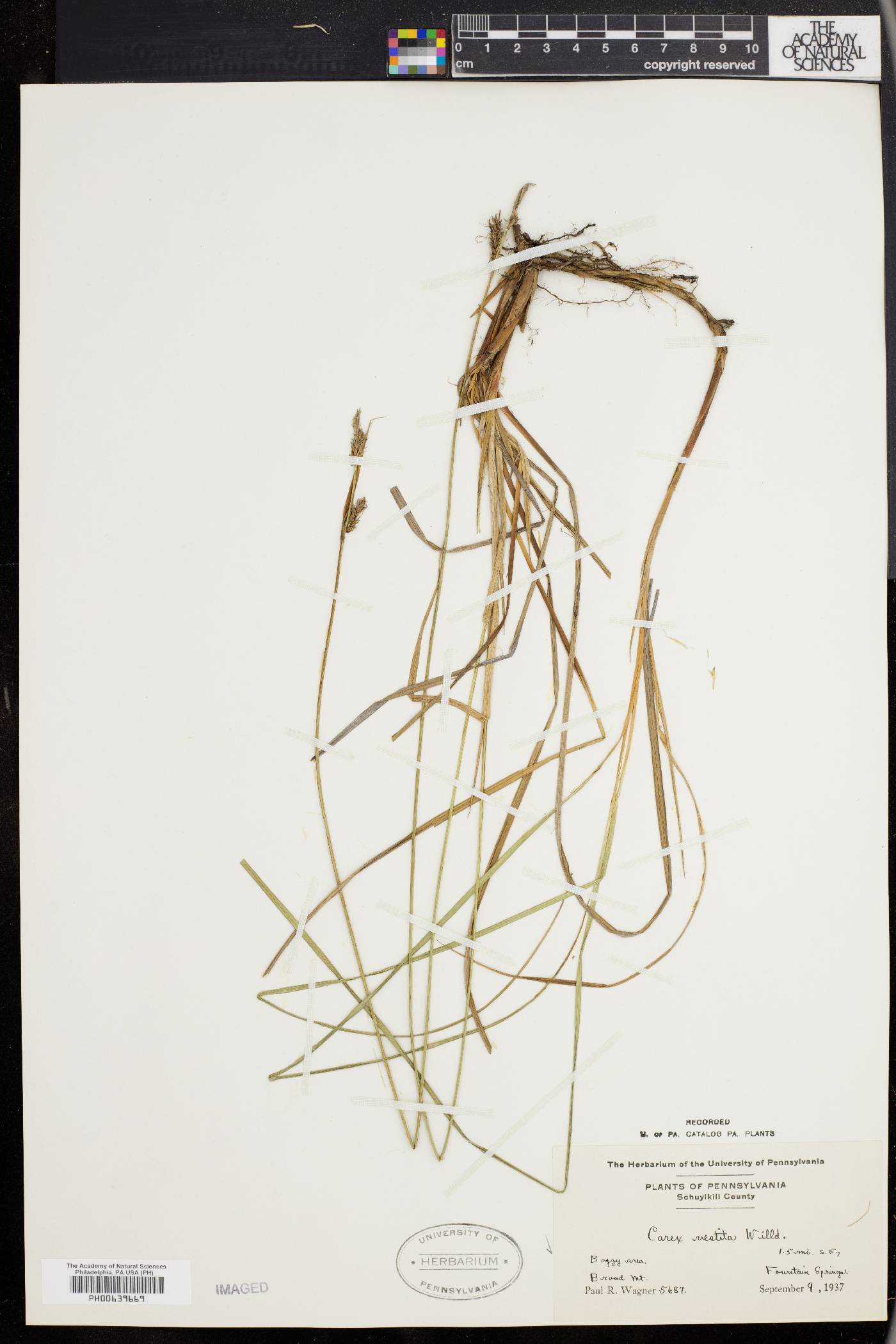 Carex vestita image