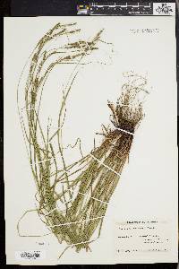 Carex virescens image