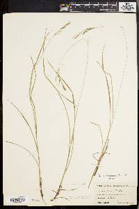 Carex virescens image