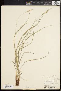 Carex virescens image