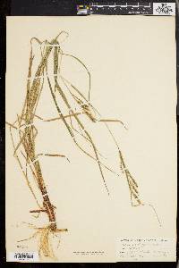 Carex virescens image