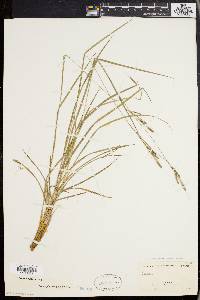 Carex virescens image